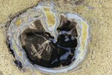 Petrified Wood (Schinoxylon) Round - Blue Forest, Wyoming #180232-1